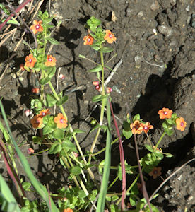 2009-04-20_9 Scarlet Pimpernel  Cropped TN.jpg - 58213 Bytes